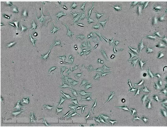 zenCELL owl - Automatisiertes Live-Zell-Bildgebungs-Mikroskop