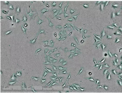 zenCELL owl - Automatisiertes Live-Zell-Bildgebungs-Mikroskop