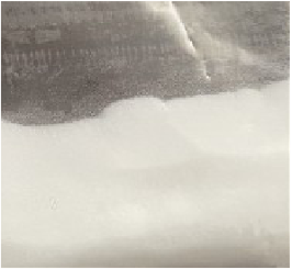 Celldex1 DEAE Agarose Spherical Carrier for Cell Culture